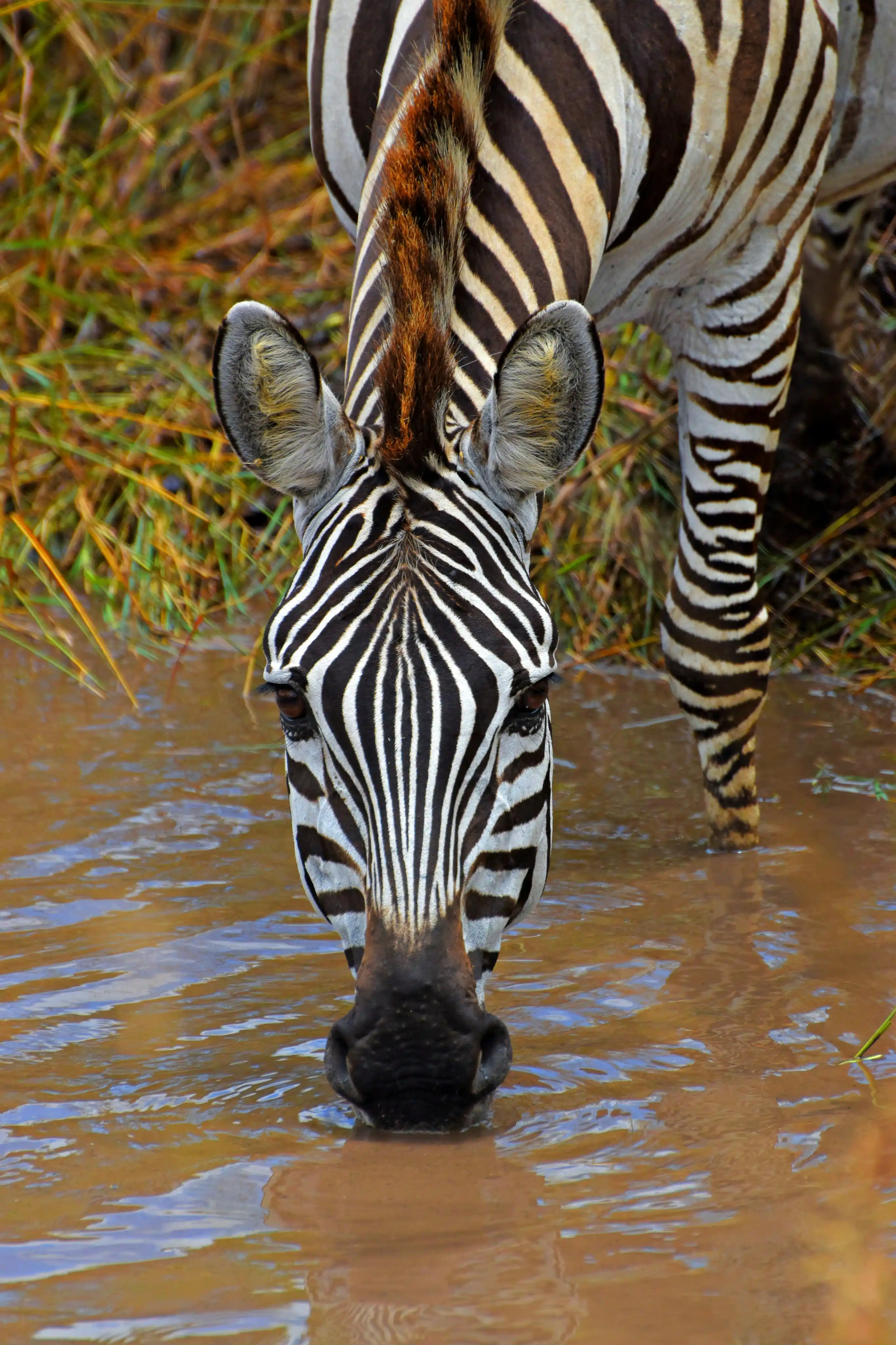 Beautiful view of the Serengeti plains