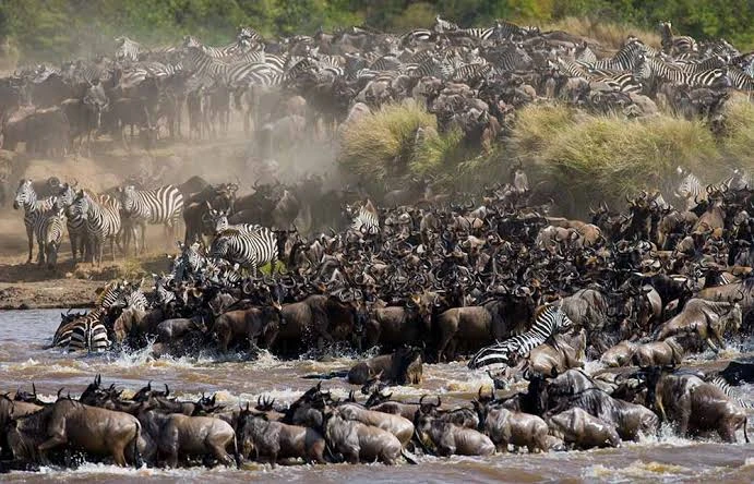 The Ultimate Tanzania Safari Timing Guide: Seasonal Insights & Great Migration Secrets - Tanzania Safari Travel Guide