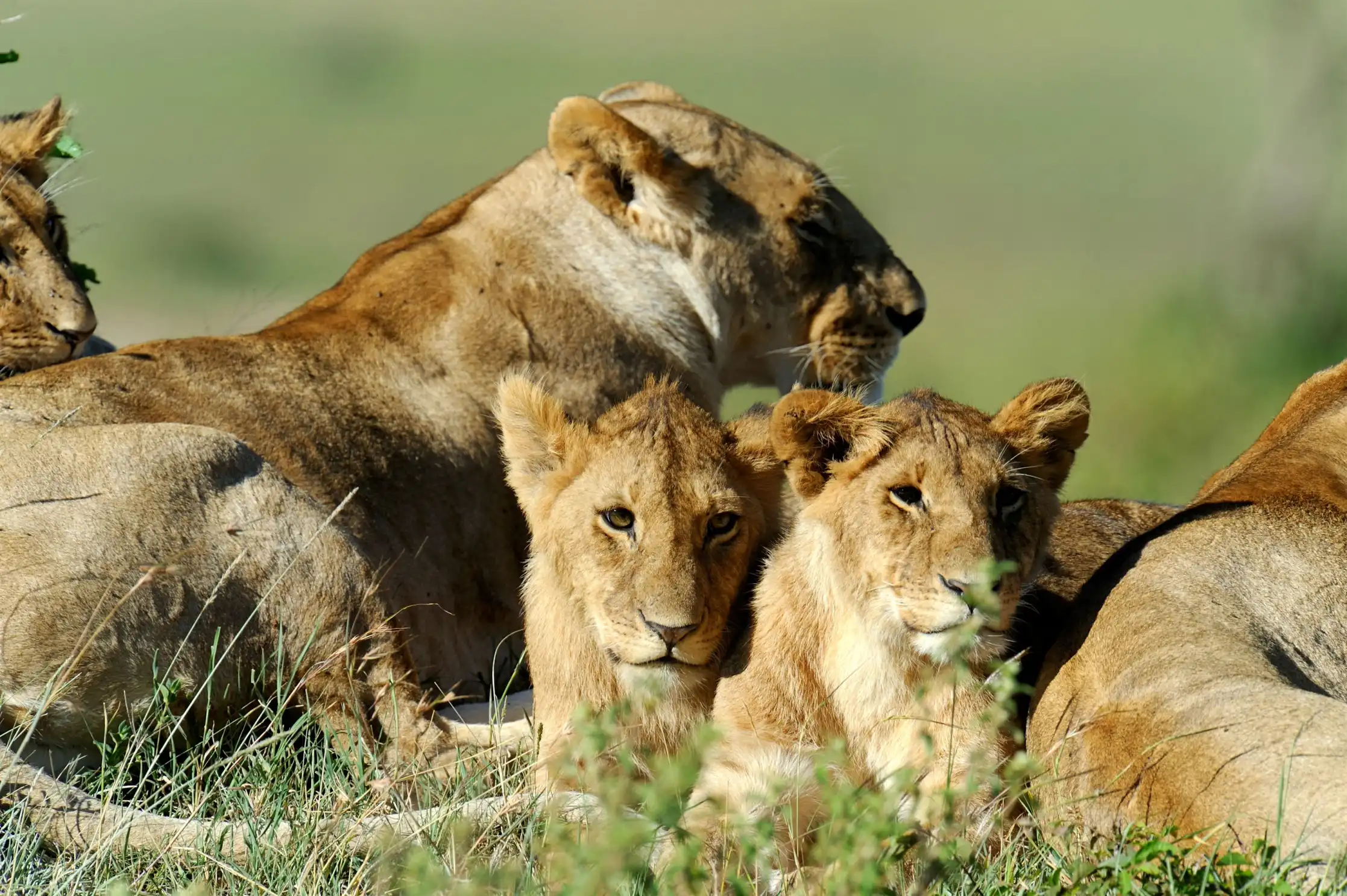 Serengeti National Park - Tanzania Safari Destination