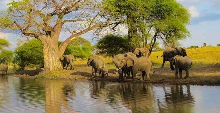 Tarangire National Park - Tanzania Safari Destination