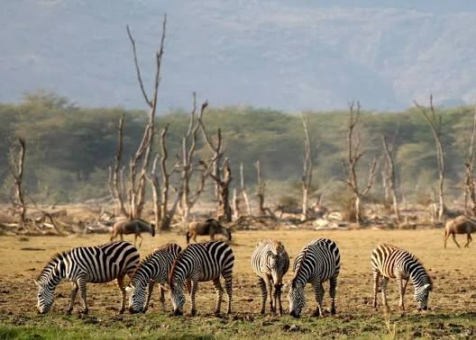 Lake Manyara National Park - Tanzania Safari Destination